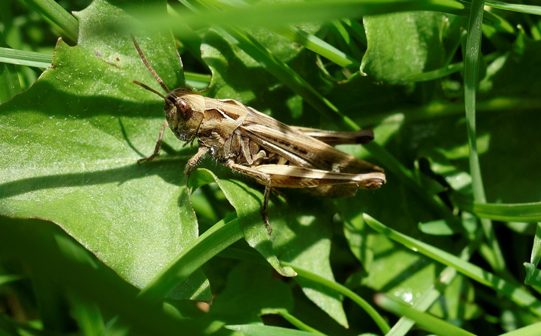 eine Heuschrecke im Gras