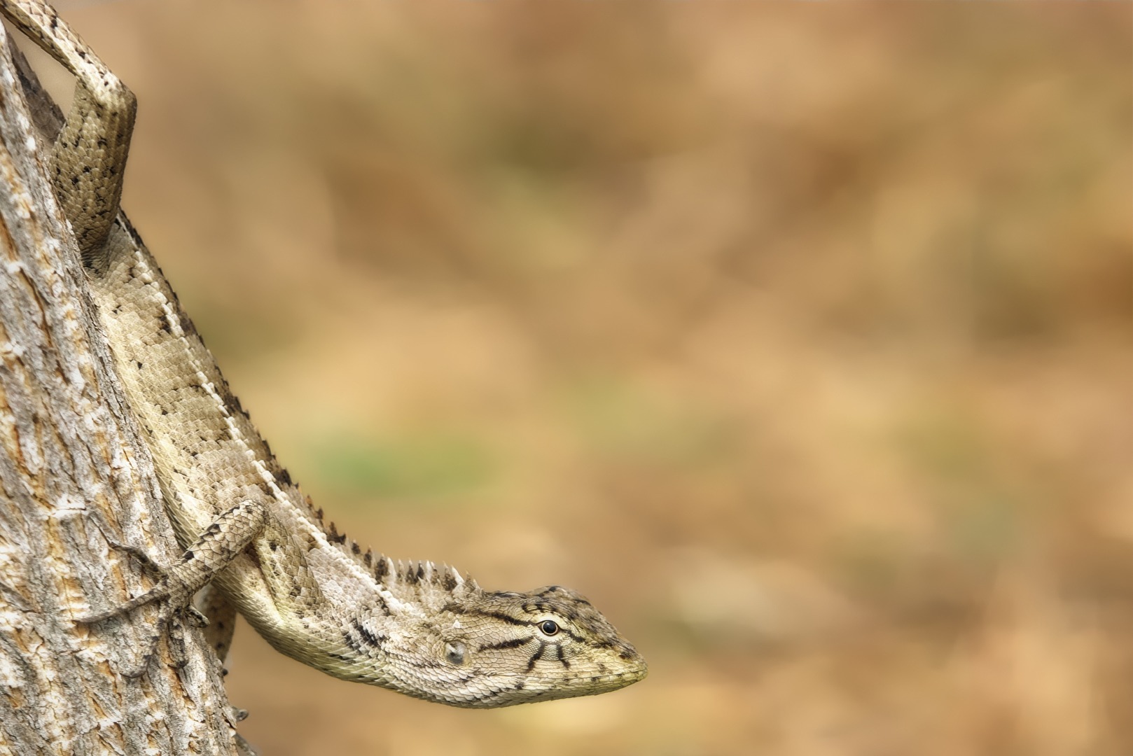 Thailändischer Mini-Dinosaurier (wildlife)