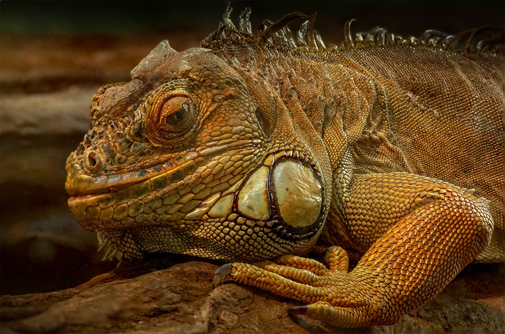 Iguana iguana