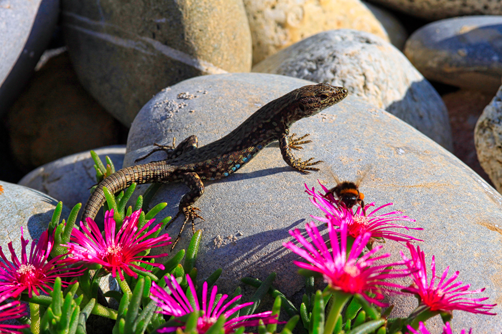 Soll ich oder soll ich nicht...