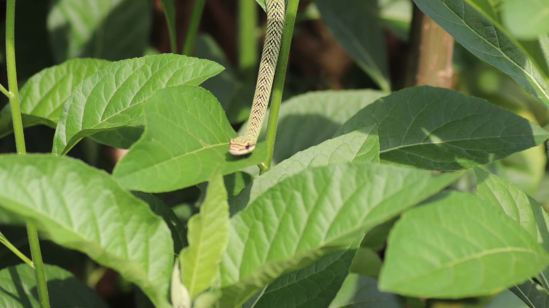 Die grüne Schlange aus Thailand