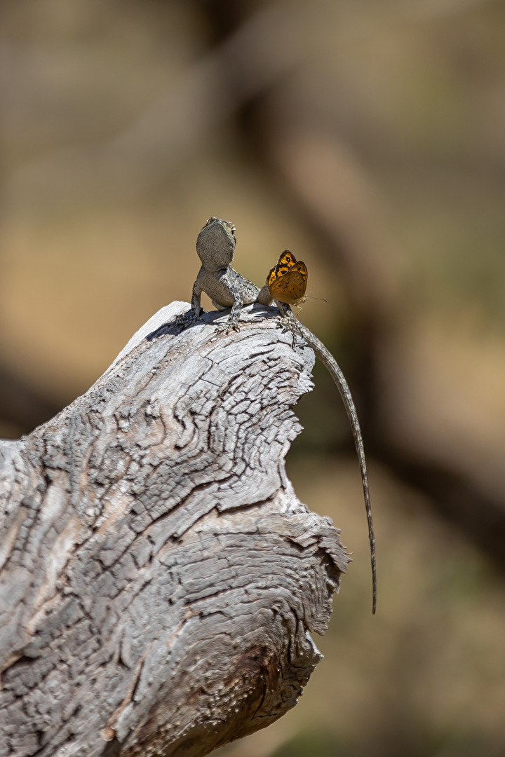 Jacky Lizard with Common Brown Butterfly