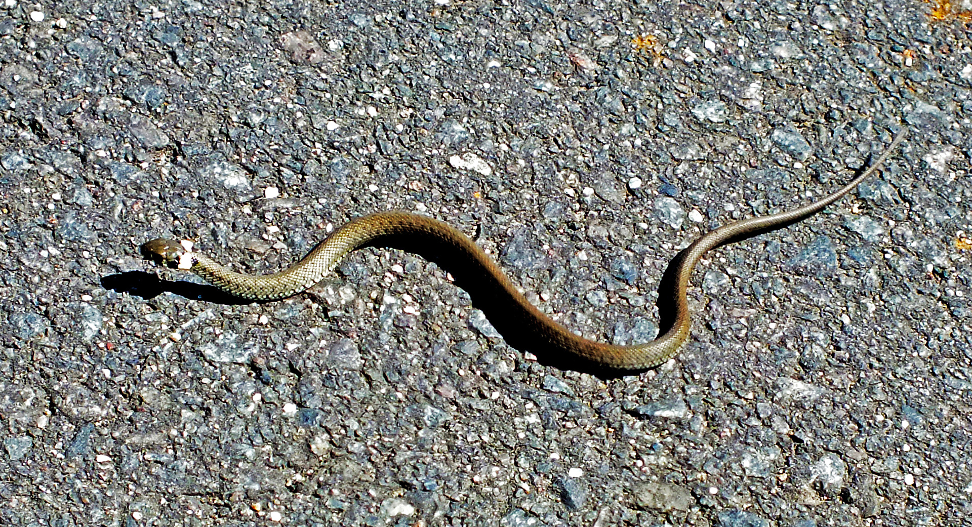 fast hätte ich sie überfahren...