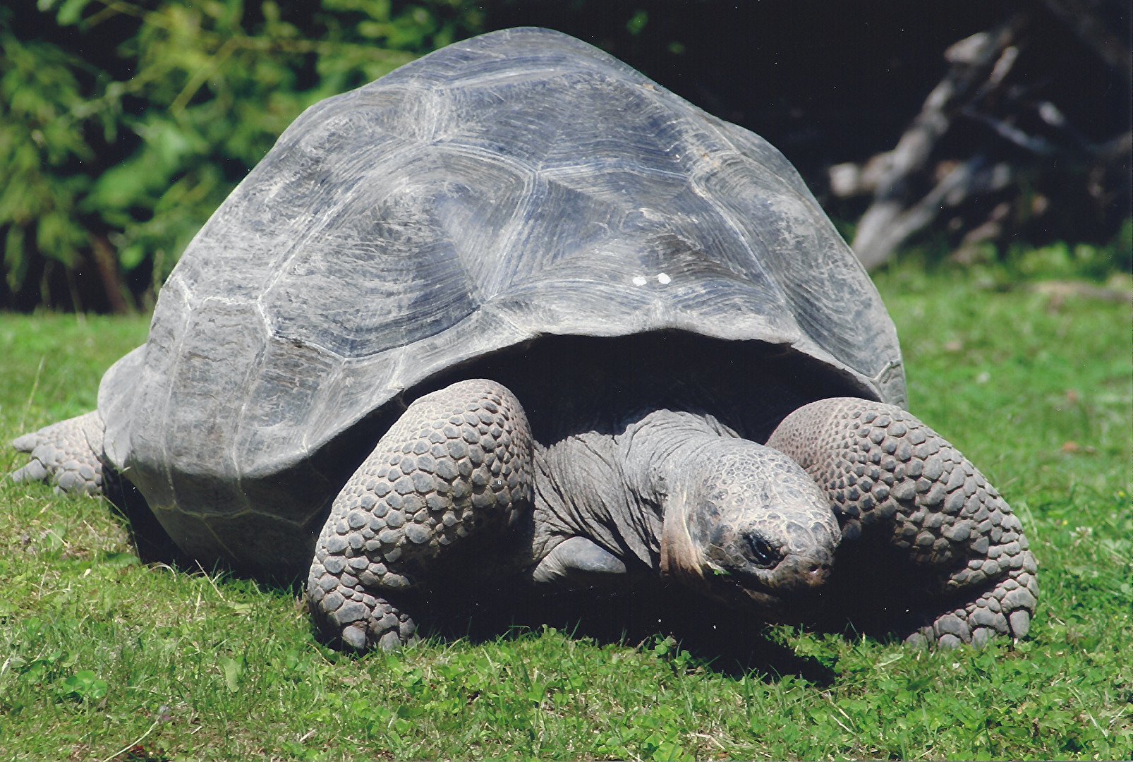 zoo vienna