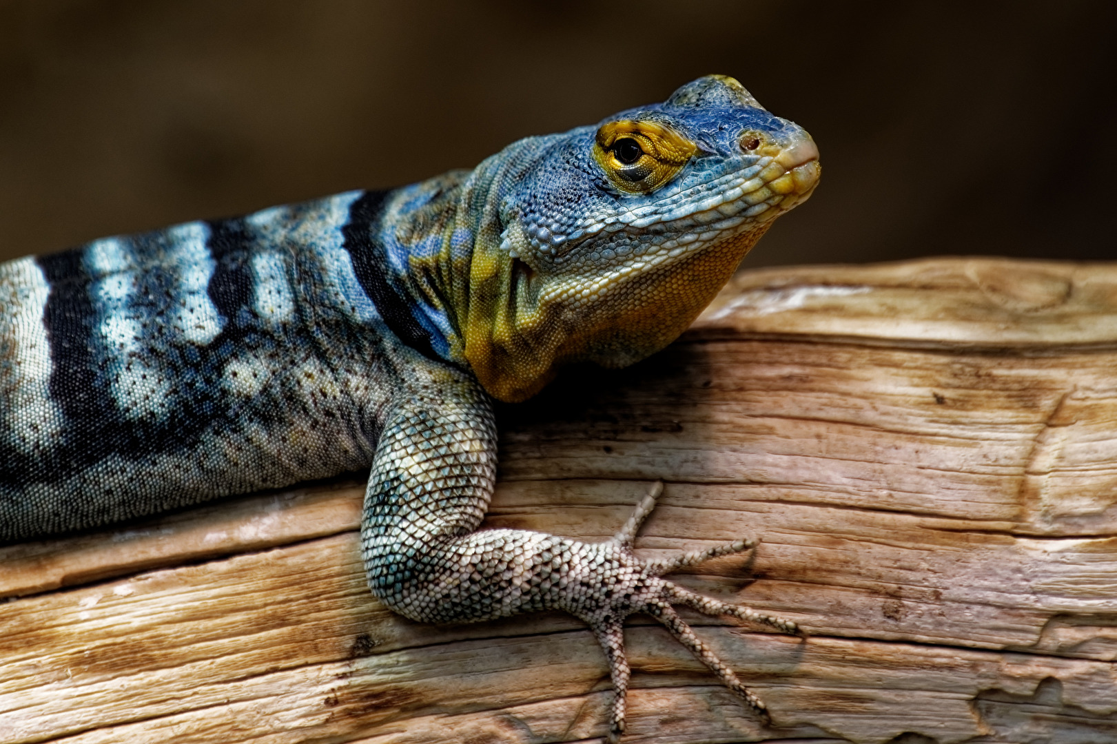 Blauer Felsenleguan