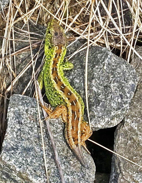 diese hat einen Stummelschwanz...