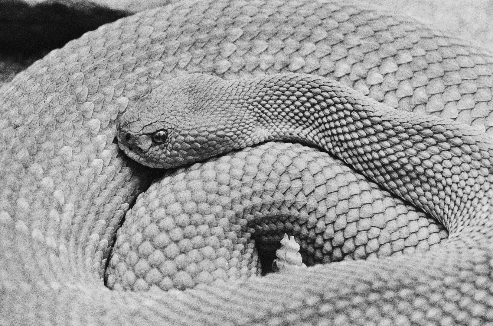 Crotalus atrox - Kodak TMax3200P Rodinal