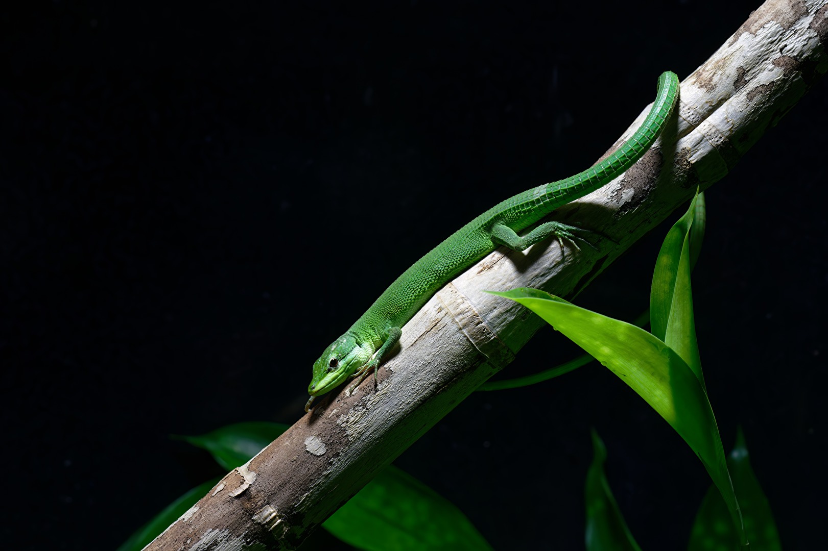 Sakishima Langschwanzeidechse (Takydromus dorsalis)