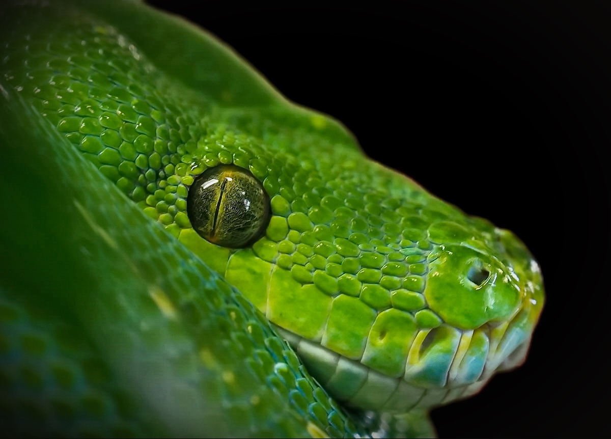 Grüne Baumphyton Portrait
