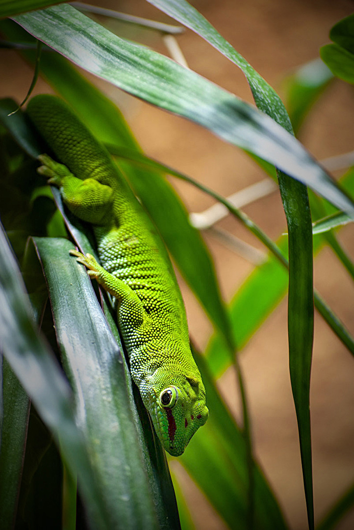 Kopfüber gut getarnt...