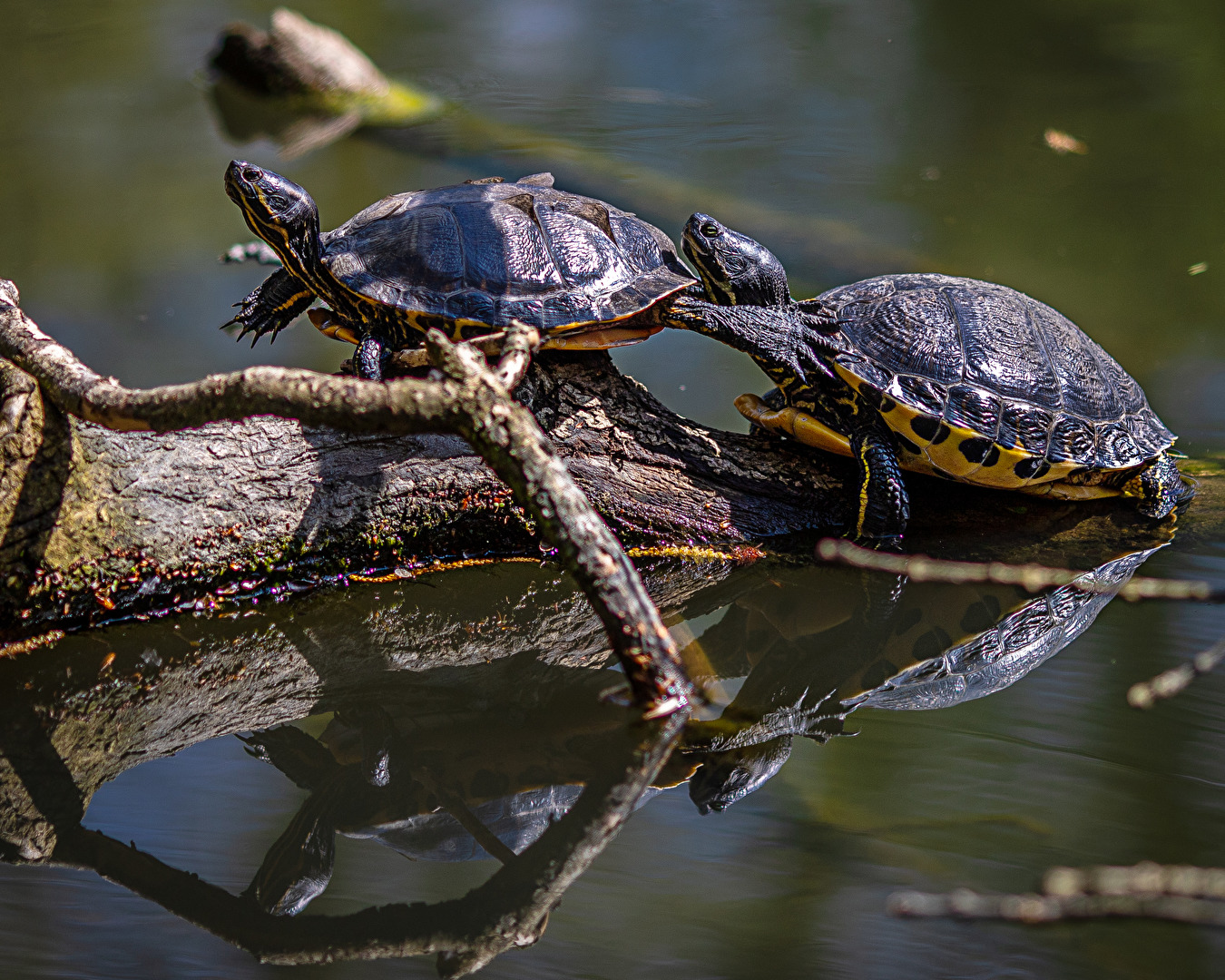 #Schildkrötenpaar