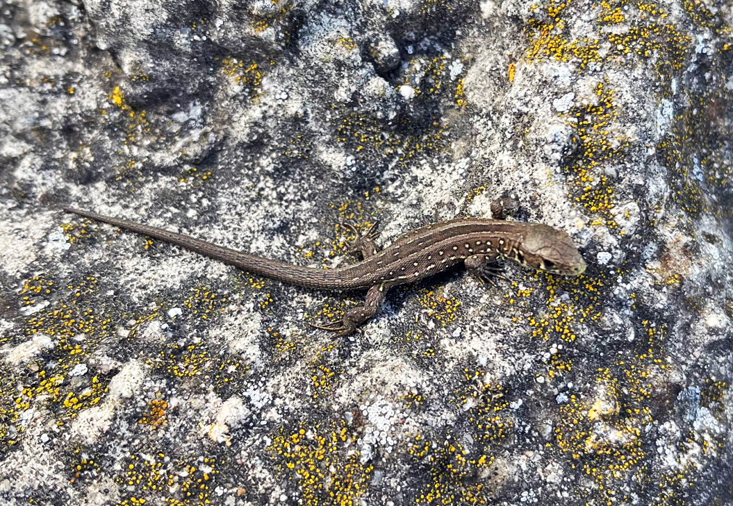 Echte Zauneidechse „Reptil des Jahres 2020“