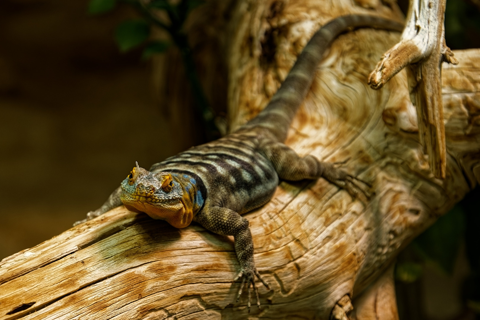 Blauerfelsen Leguan