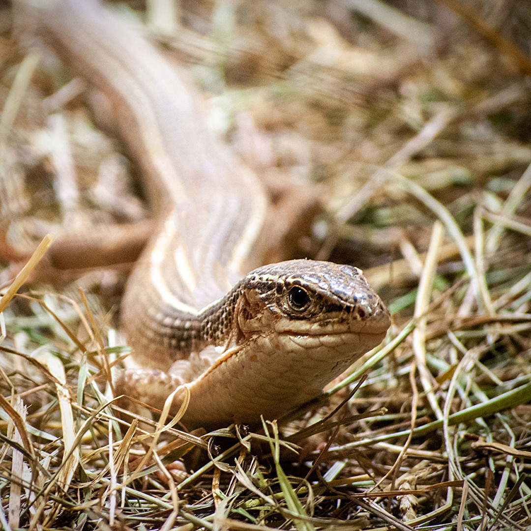 Skink...