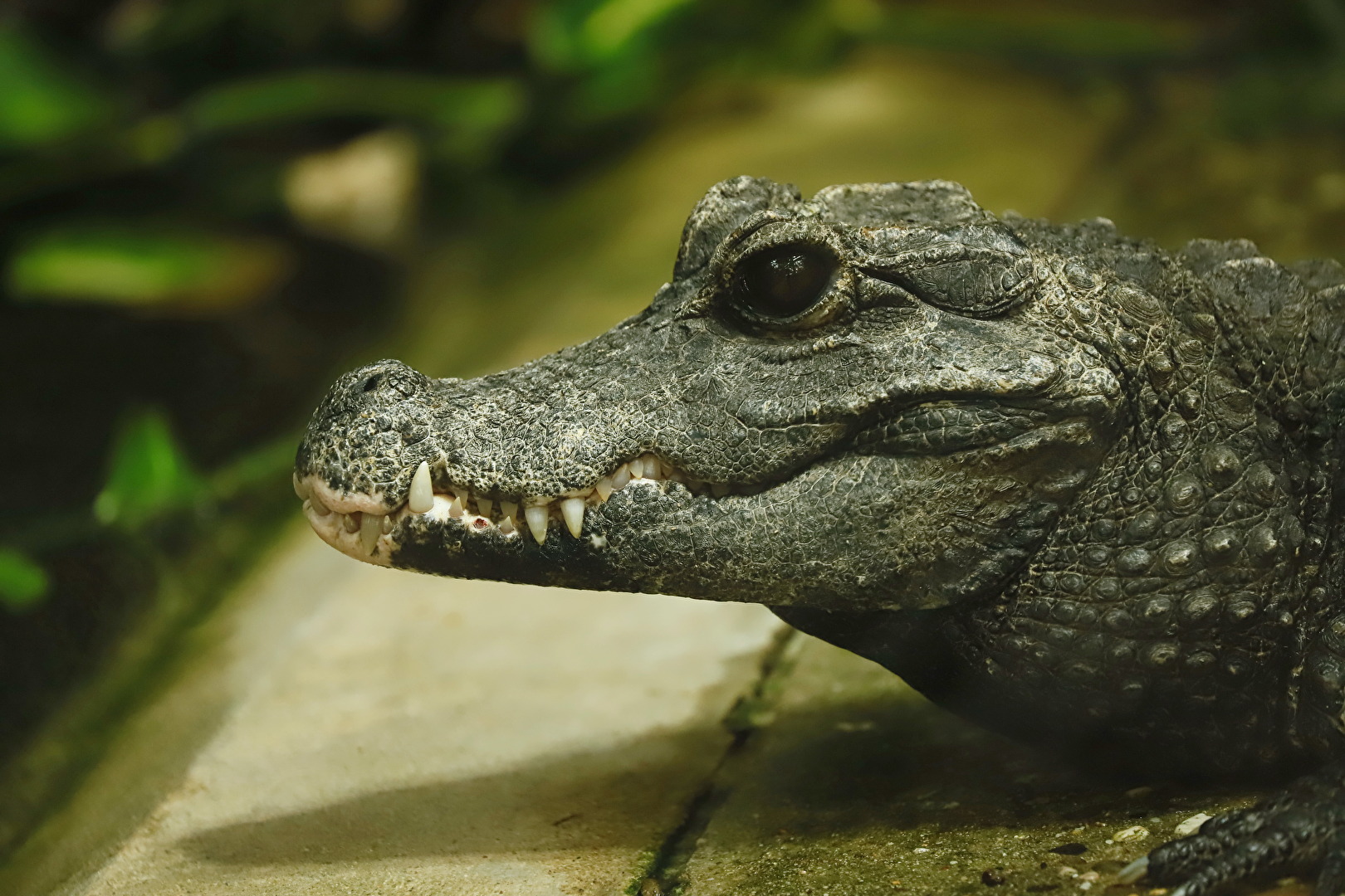 Stumpfkrokodil
