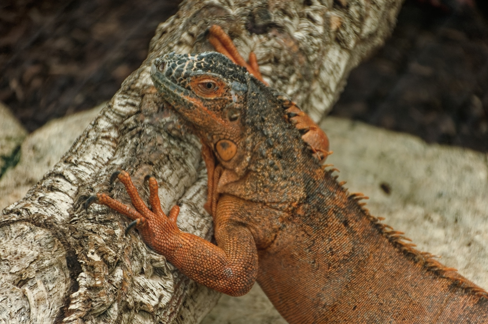 Leguan