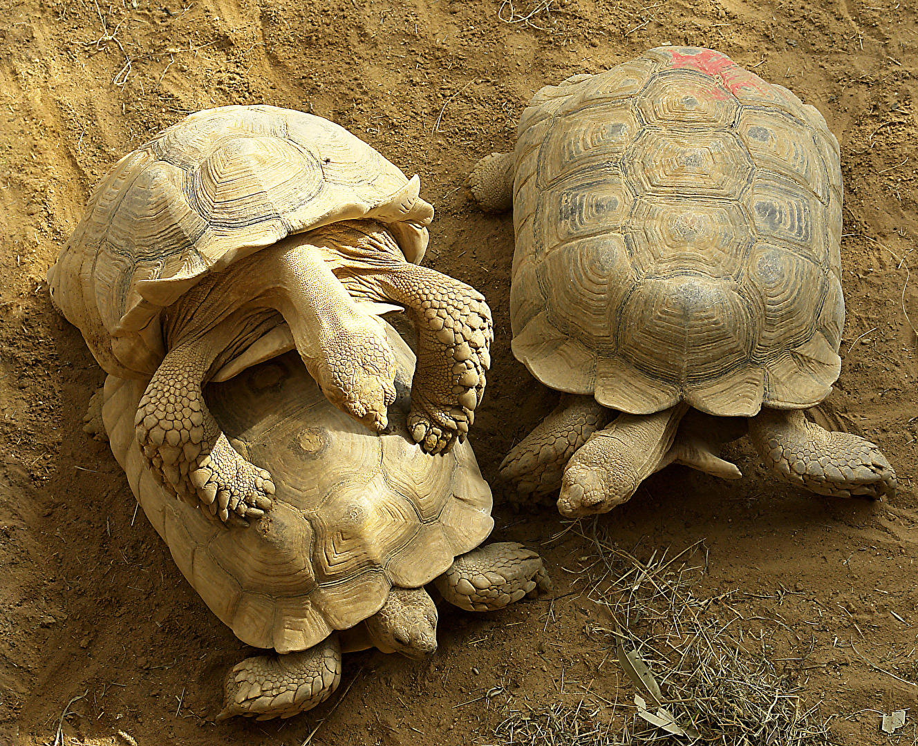 #Schildkröten: Flotter Dreier