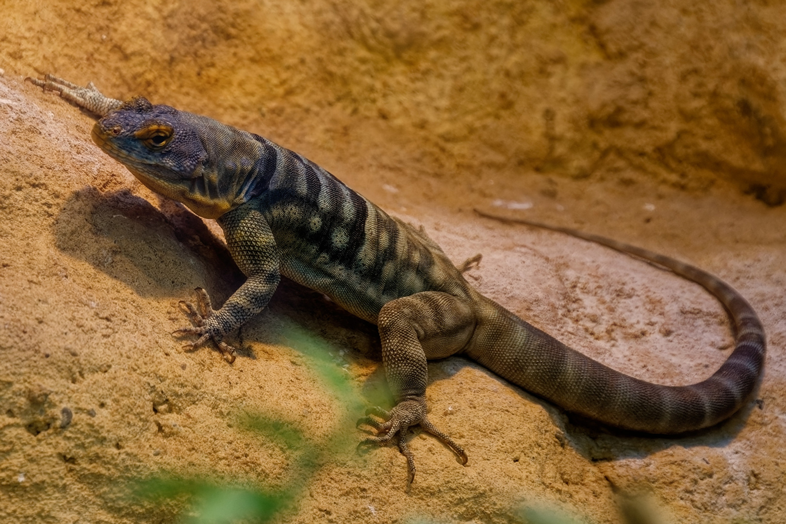 Blauer Felsenleguan