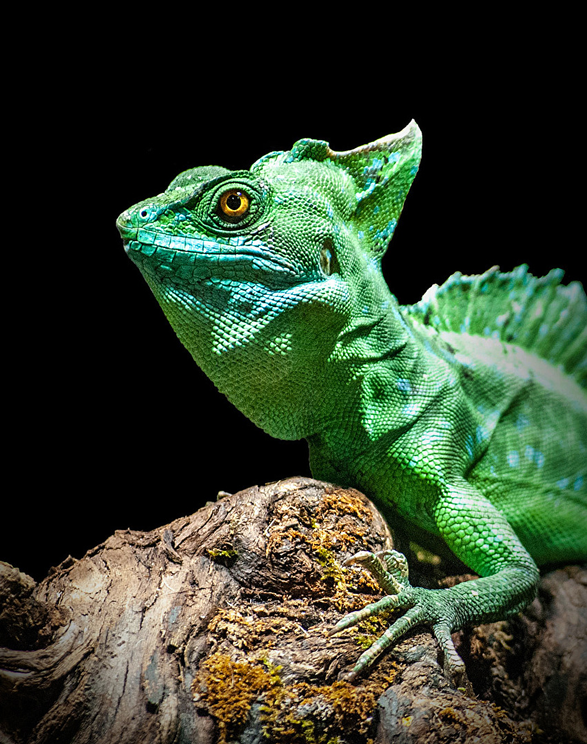 Grün kleiner grüner Drache...