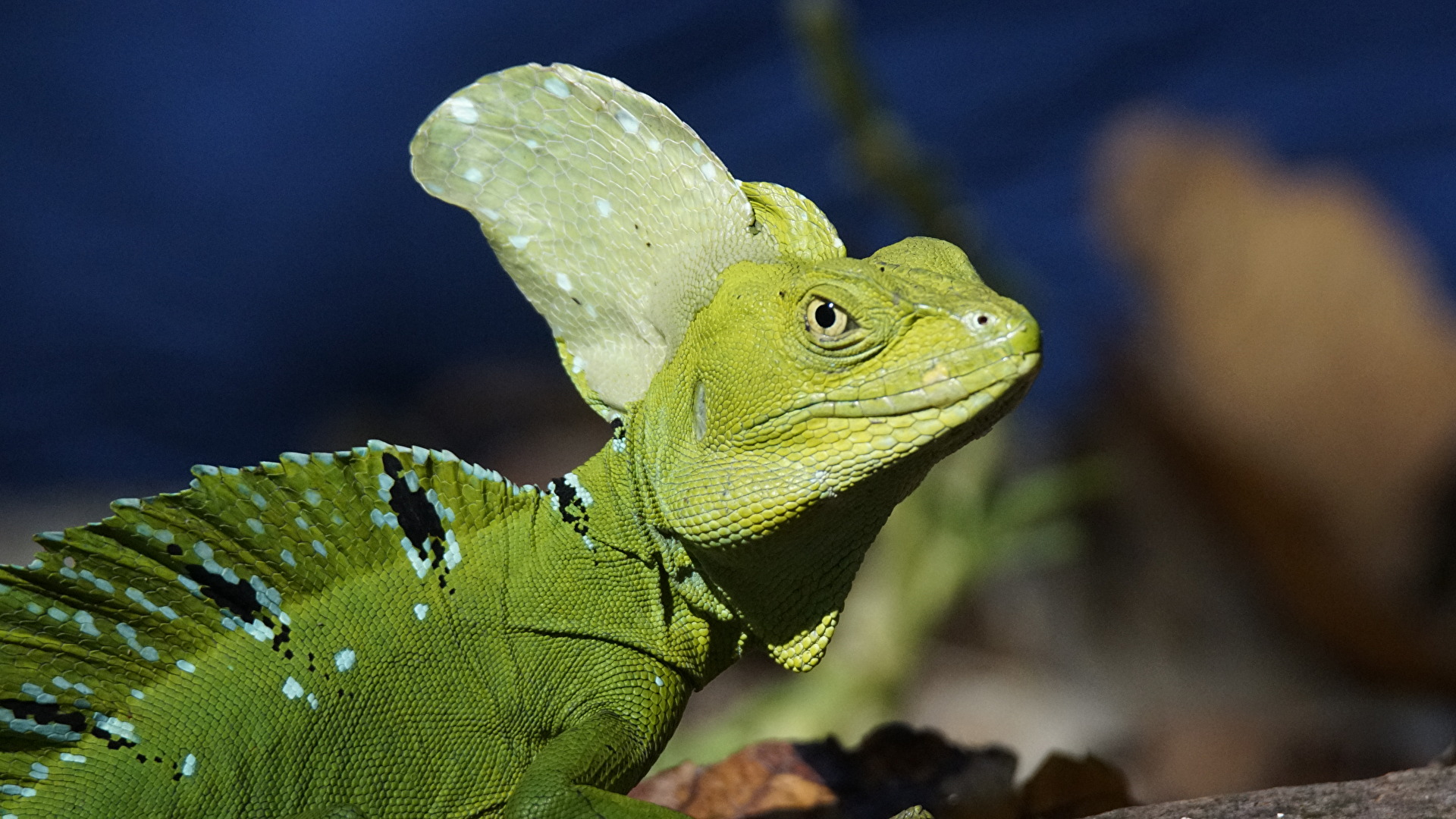 grün - Basilisk im Cahuita-NP