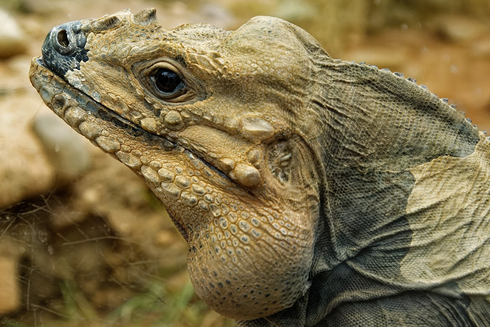 Nashornleguan