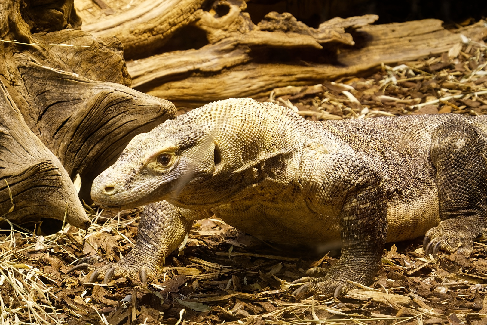 Komodowaran