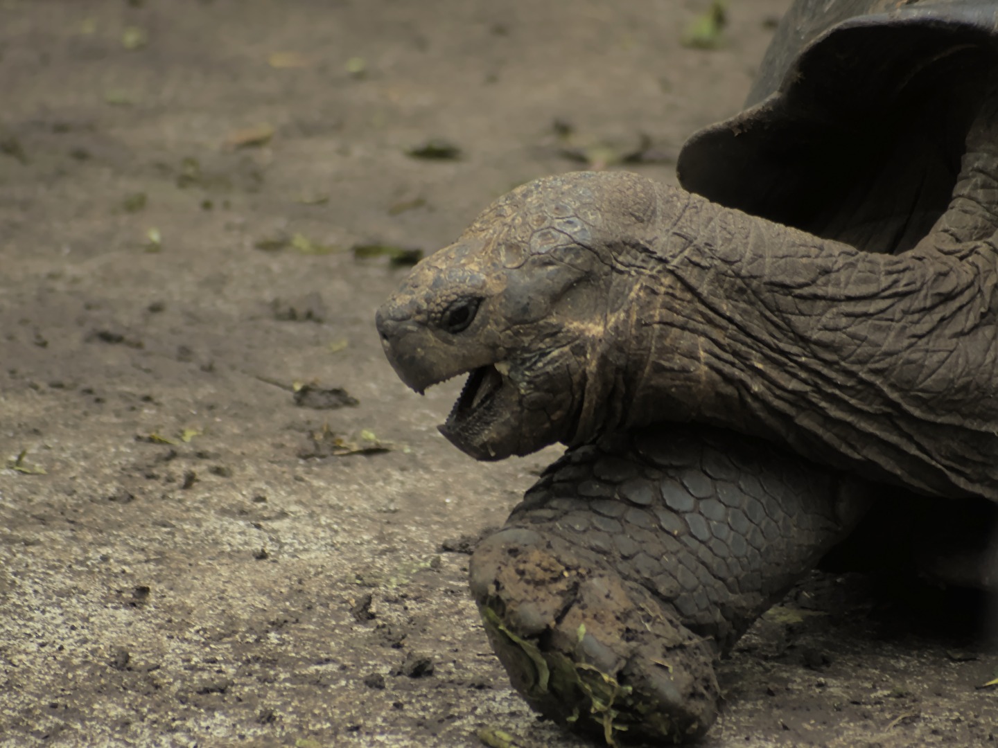 Schildkröten - auch wenn Du Dich auf den Bauch legst....