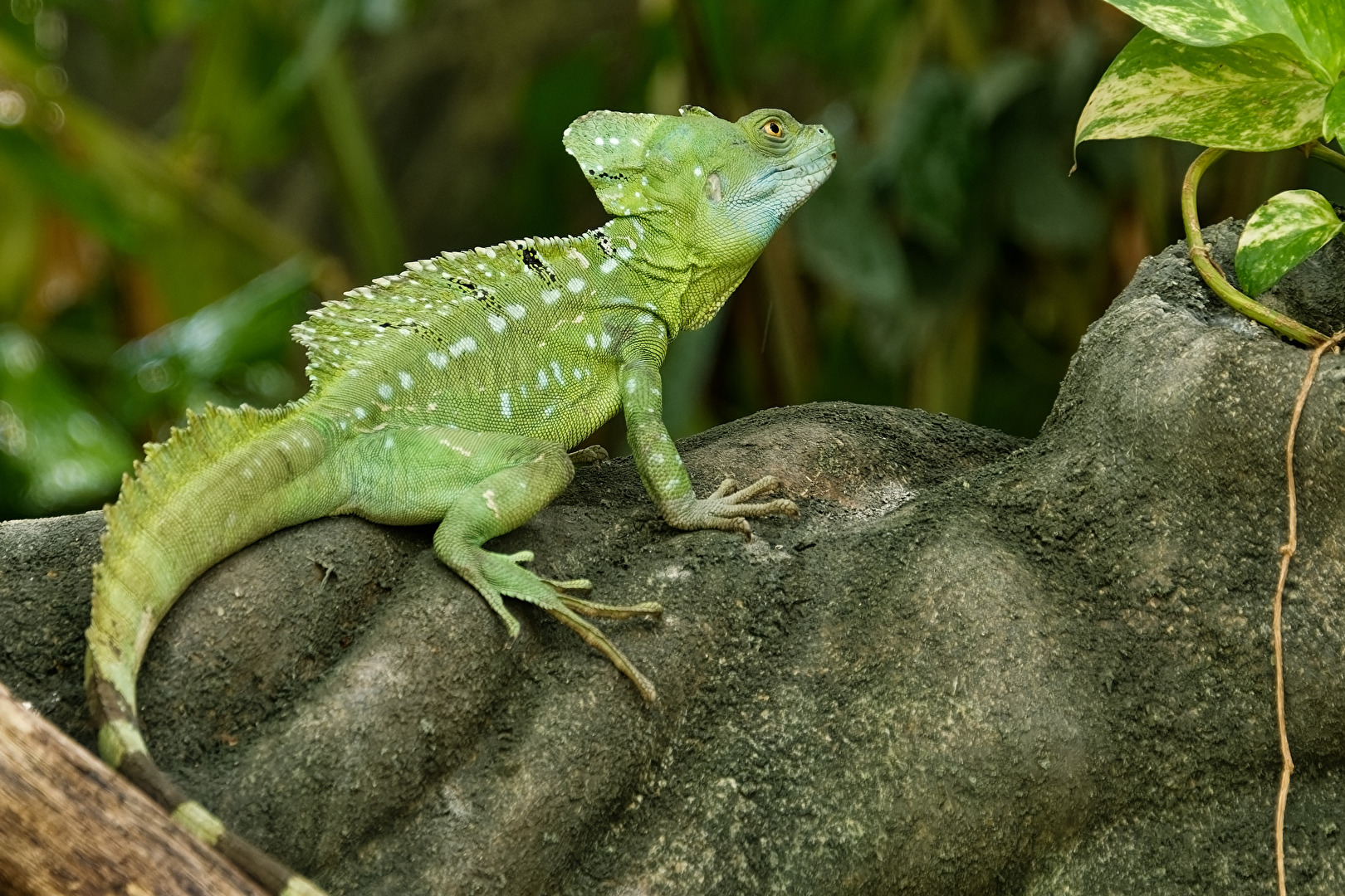 Stirnlappenbasilisk