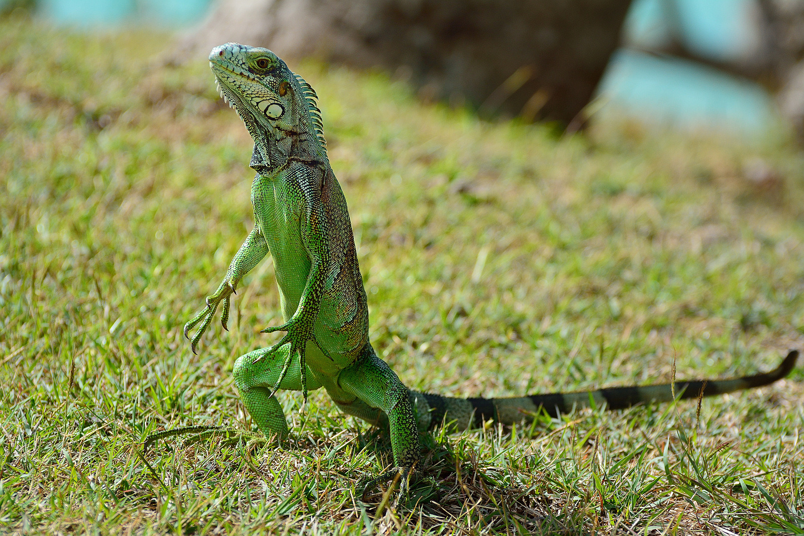 Grüner Leguan (Guadeloupe)