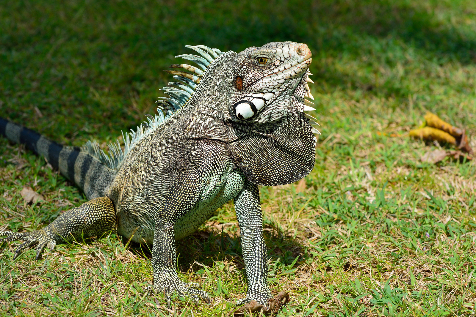 Grüner Leguan  (Guadeloupe)