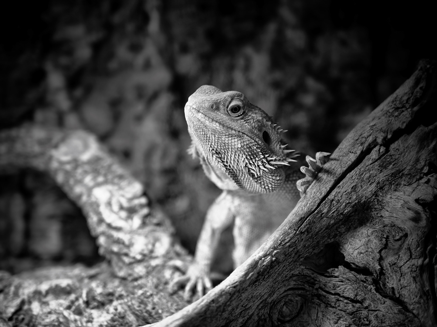 Reptilien