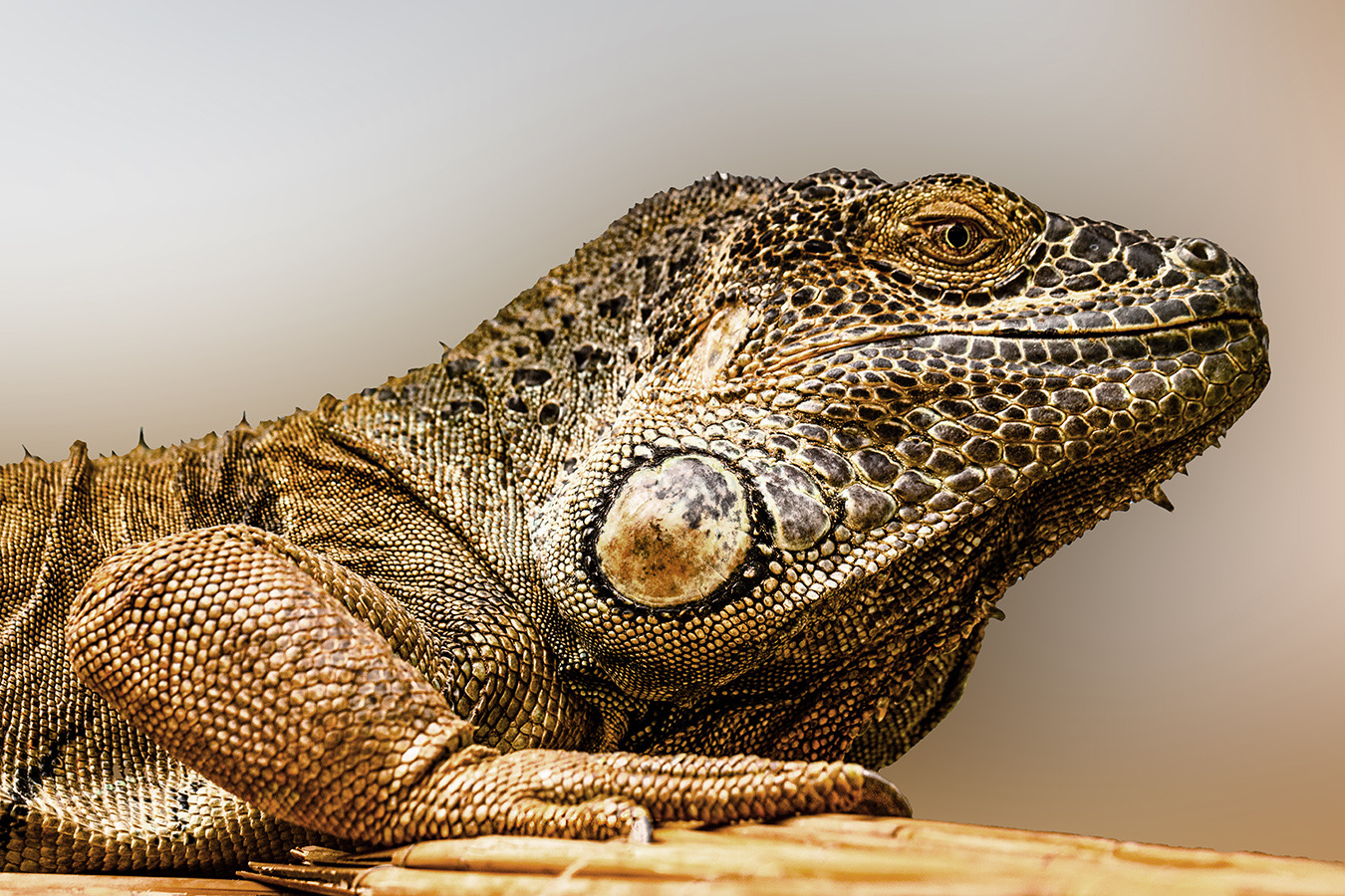 Leguan