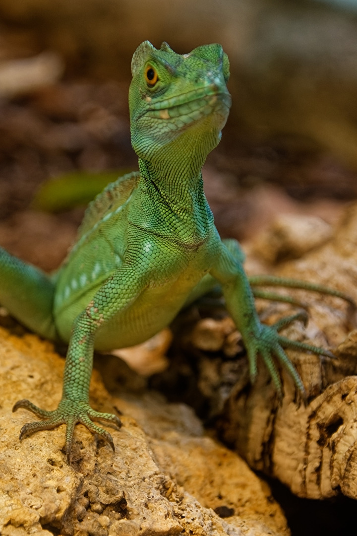 Stirnlappen- Basilisk