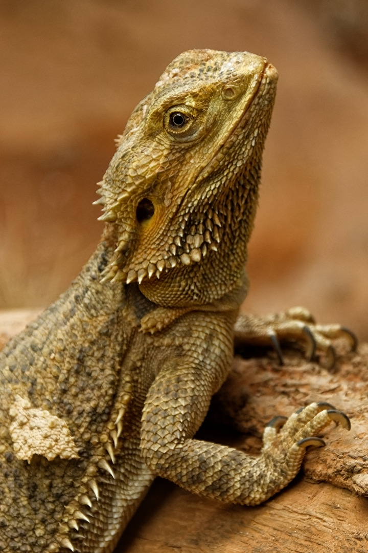 Bartagame