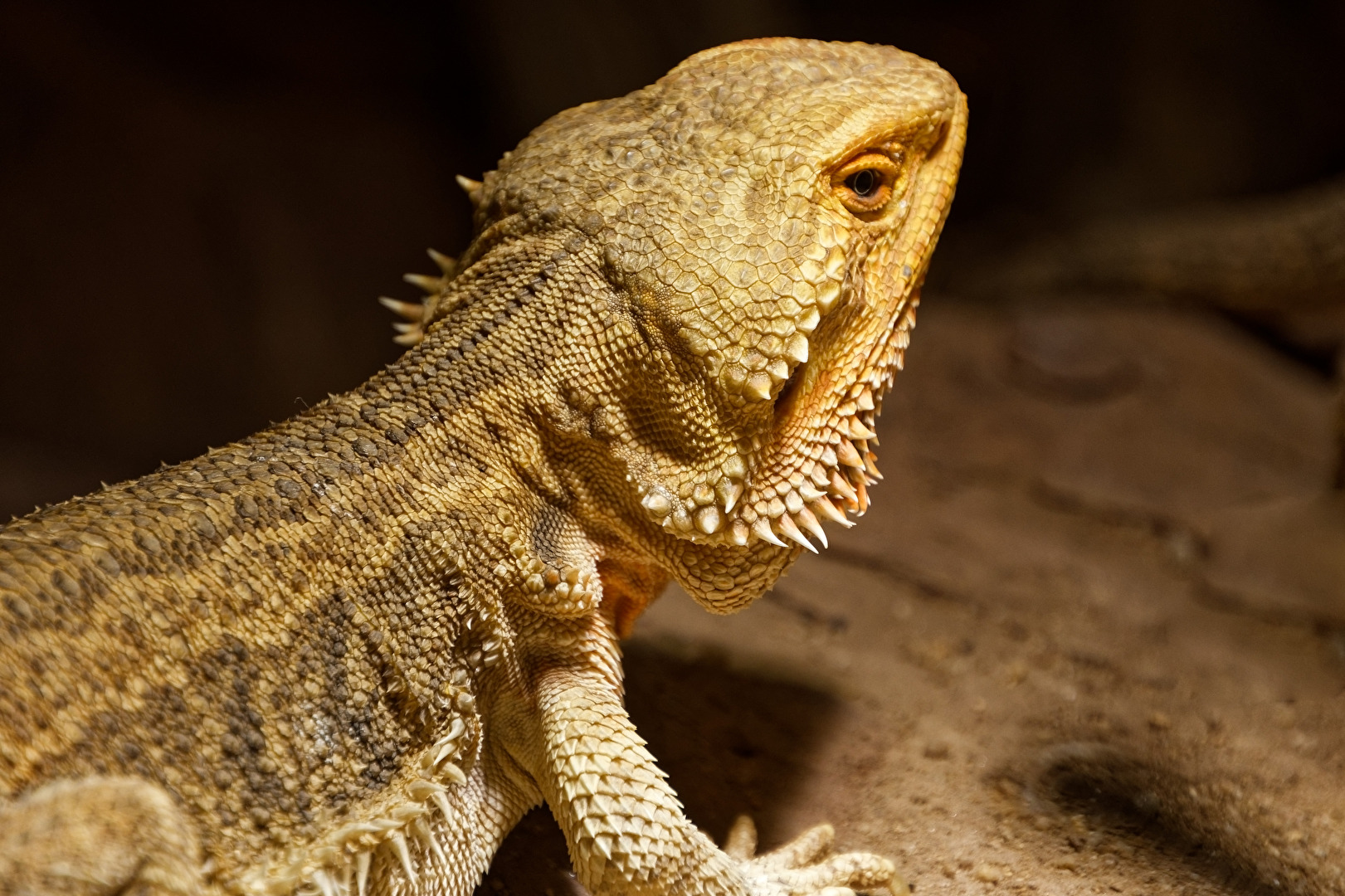 Bartagame