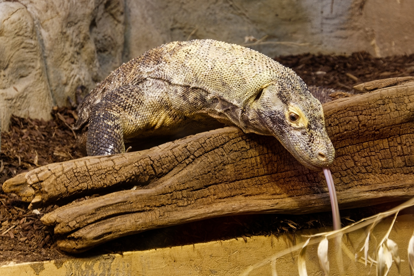 Komodowaran