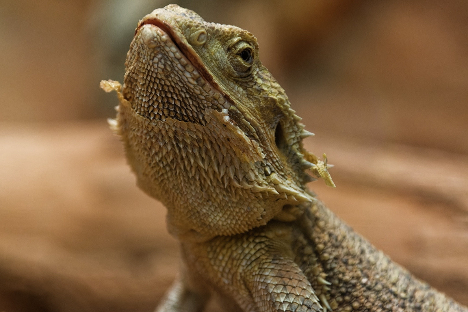 Bartagame