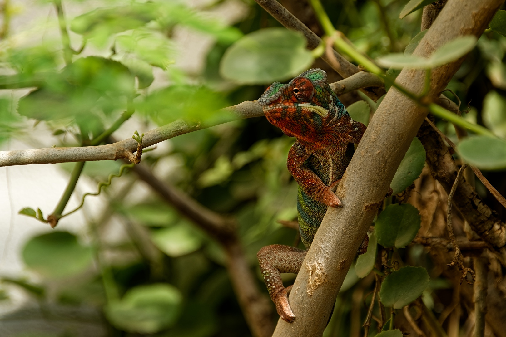 Panther - Chamäleon