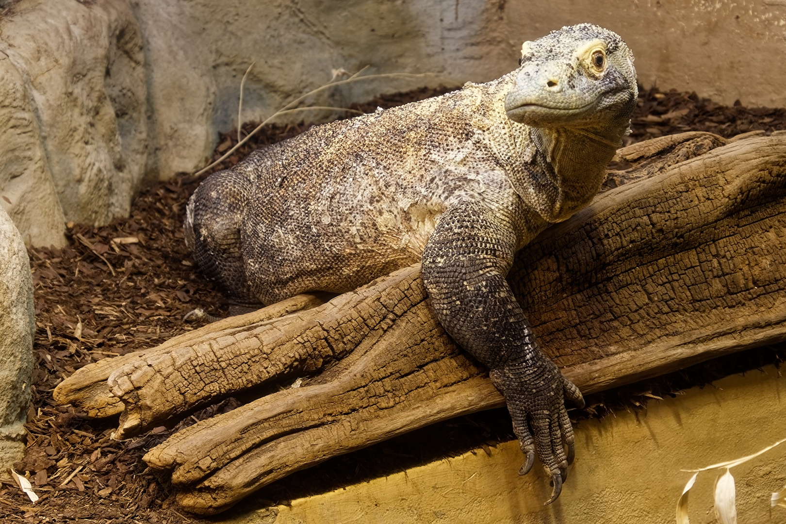 Komodowaran