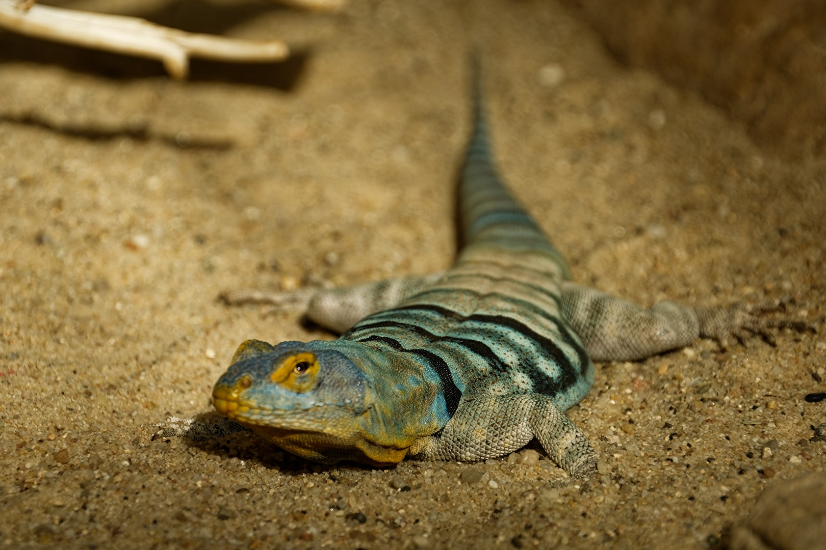 Blauer Felsenleguan