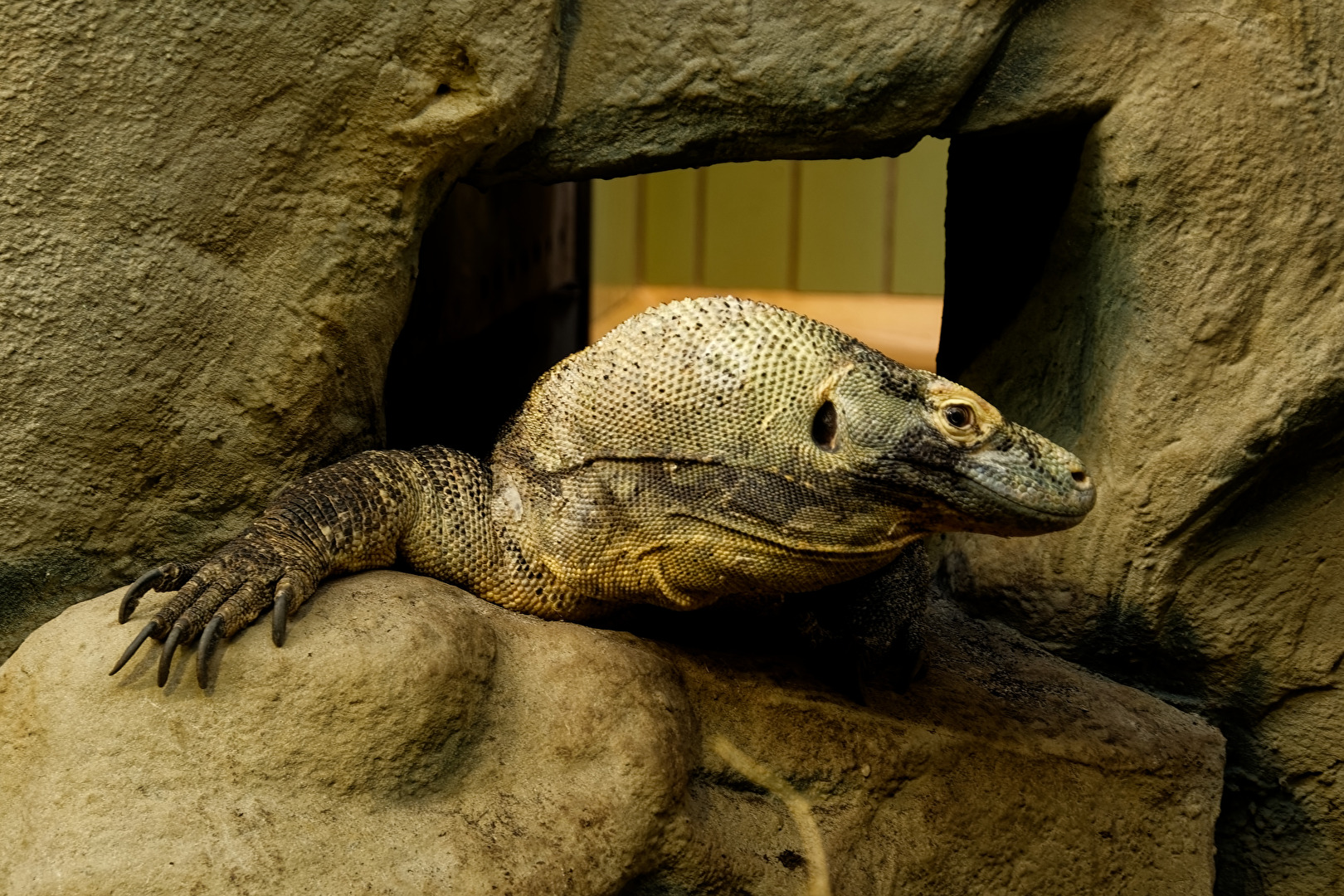 Komodowaran