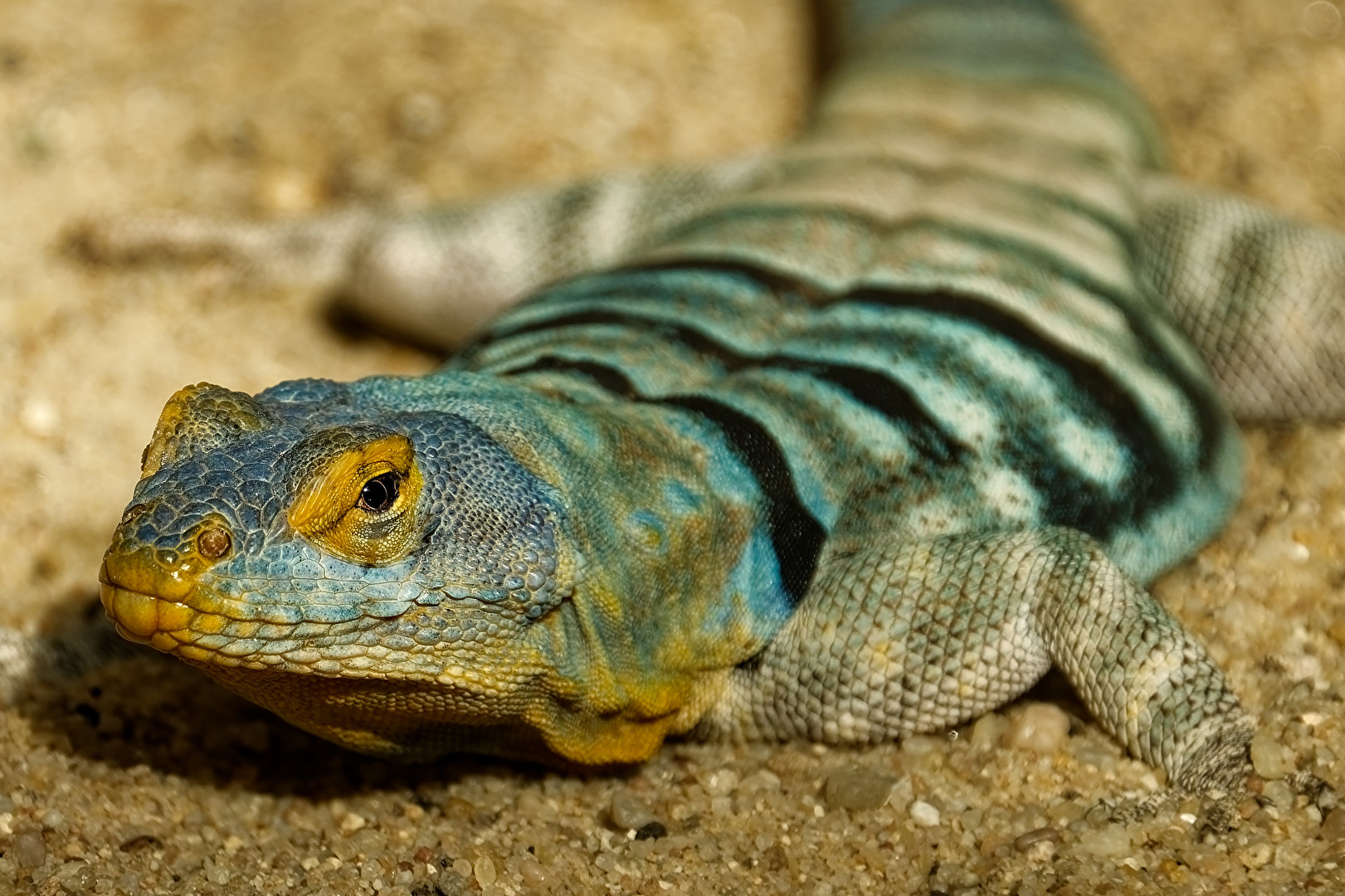 Blauer Felsenleguan