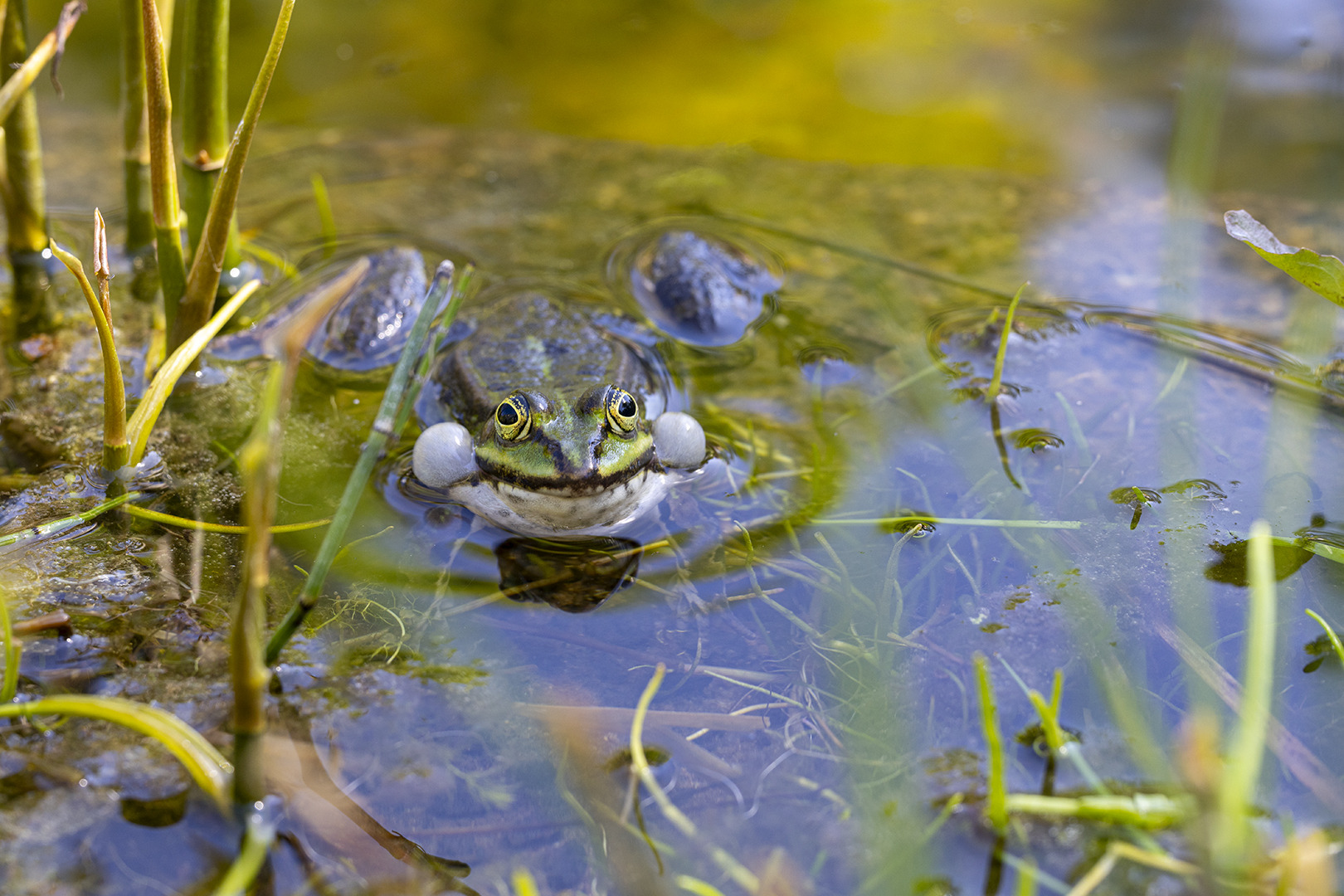 Frosch