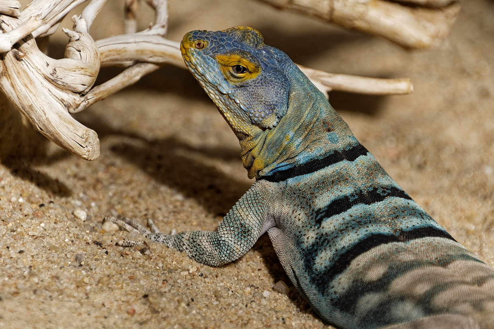 Blauer Felsenleguan