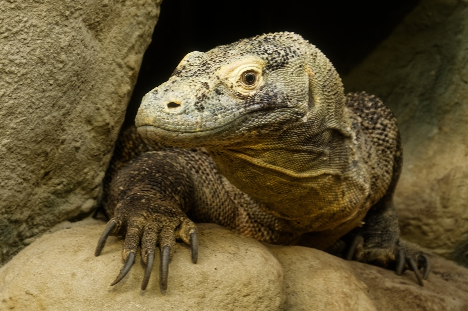 Komodowaran