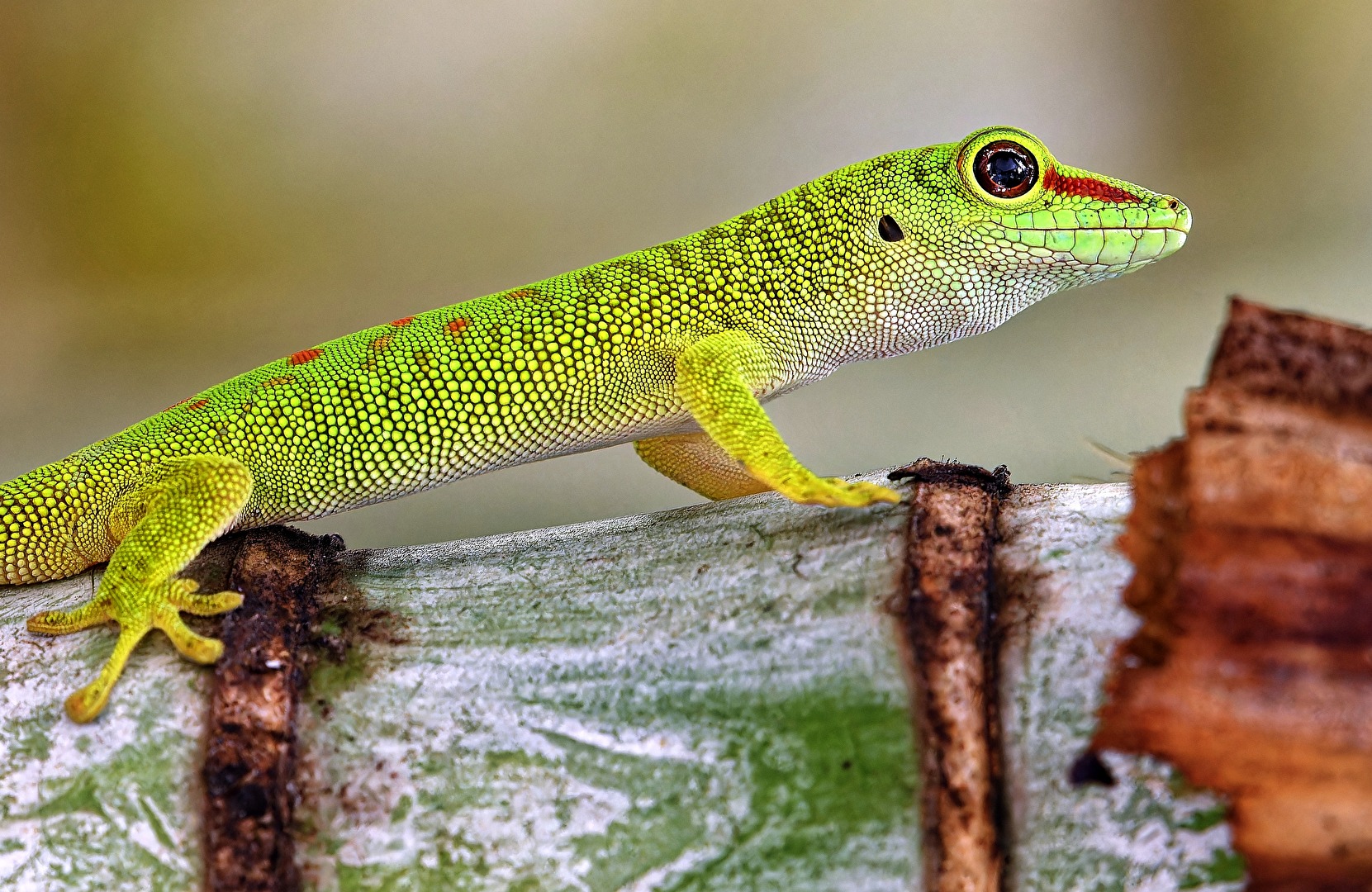 Madagaskar Taggecko (Phelsuma madagascariensis)