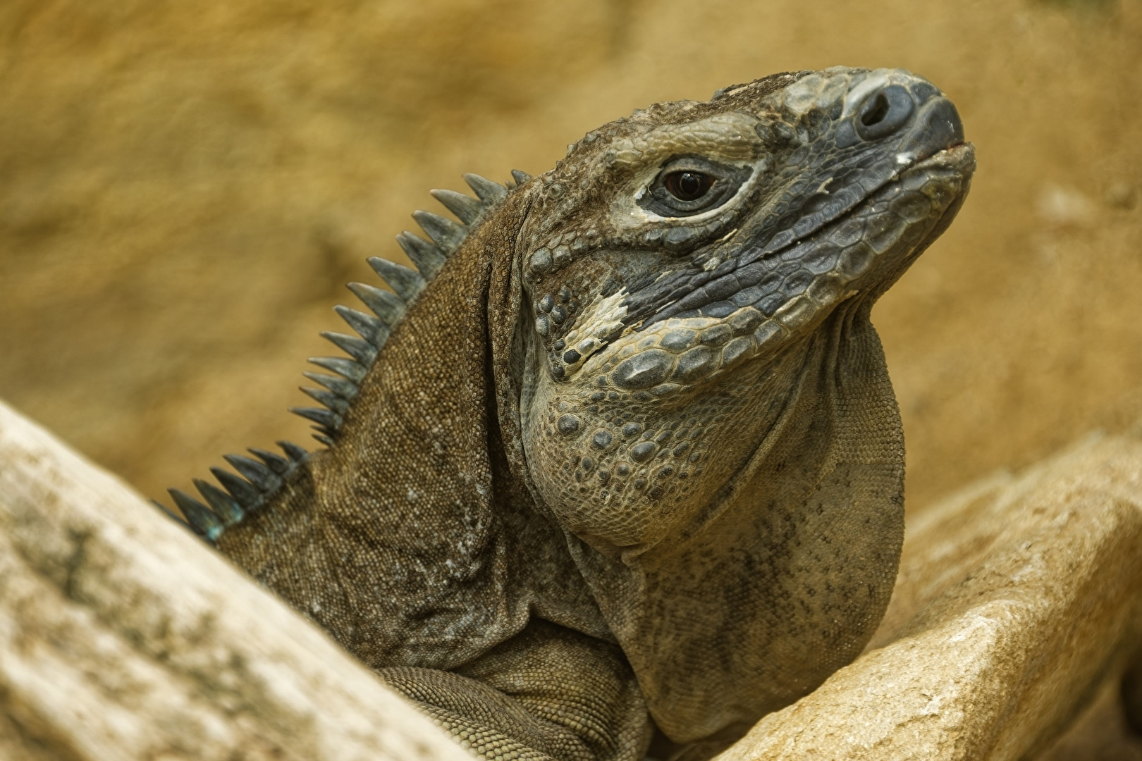 Jamaika - Leguan