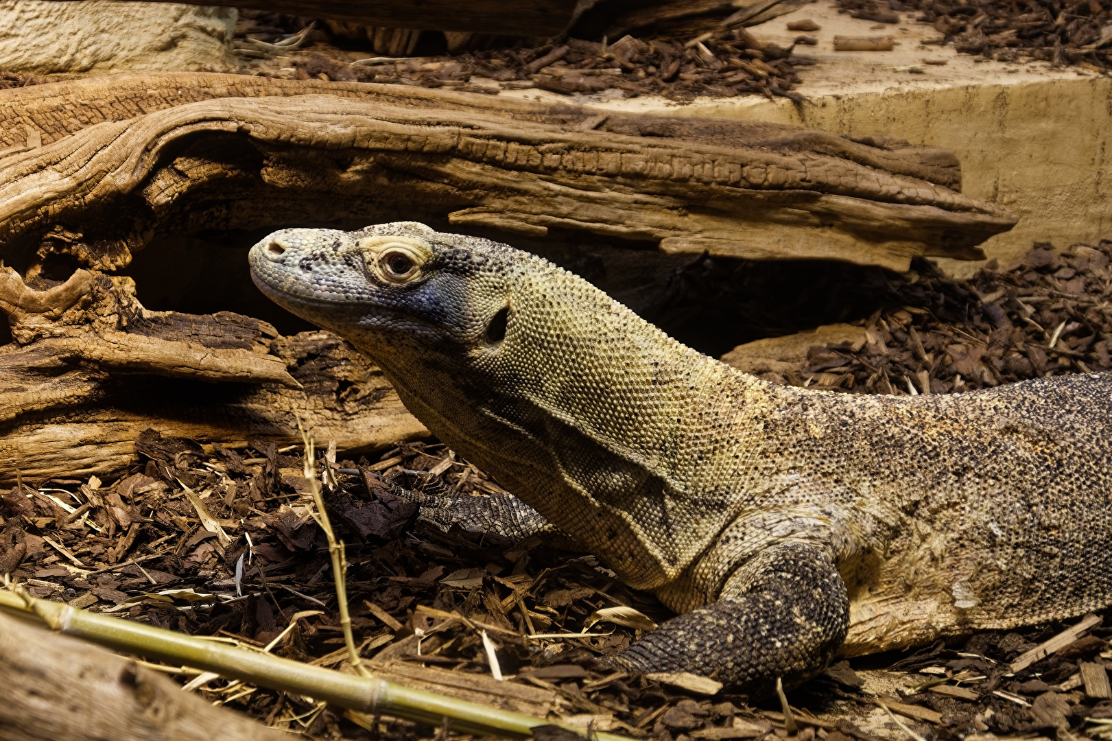 Komodowaran