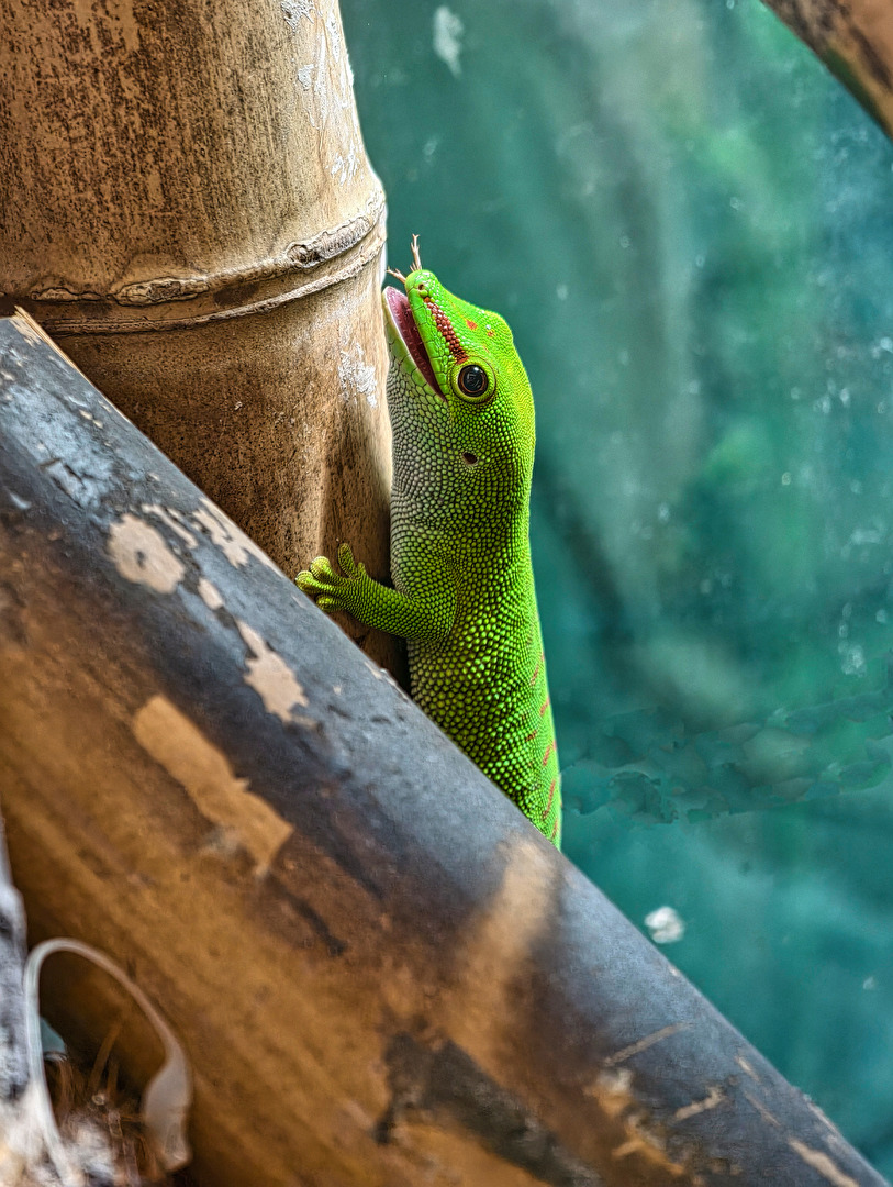 es hat geschmeckt ...