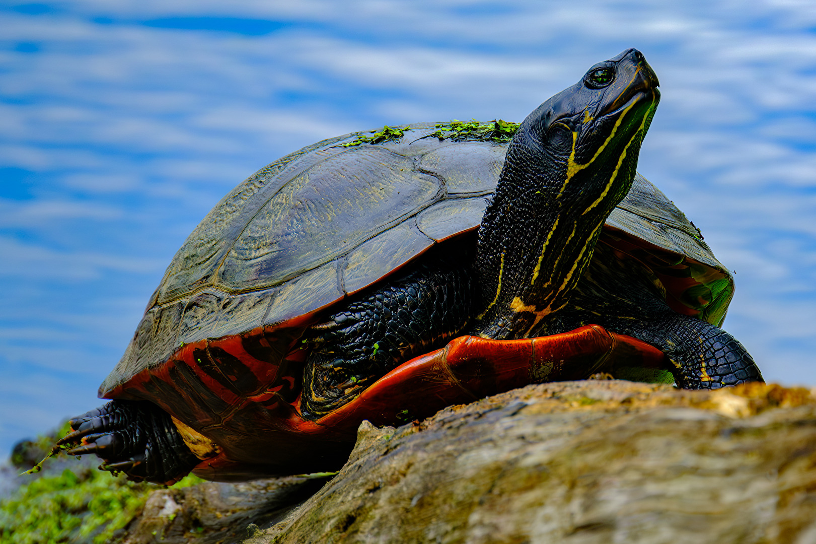 Wasserschildkröte